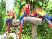 macaws Parrots species 