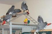  Talking And Friendly Congo African Grey Baby Girl Available For Good 