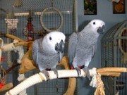 Tamed Pair African Grey Parrots For Free Adoption