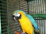 blue and gold macaw parrots for rehoming so contact