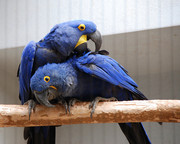 Free Pair Of Hyacinth Macaw Parrots For Give Away(totaly free )