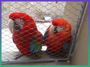 red head, blue and gold wing macaws for sale