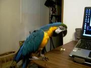 X-mass blue and gold macaws for adoption