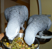 Proven  Pairs Of African Grey Congo For Sale